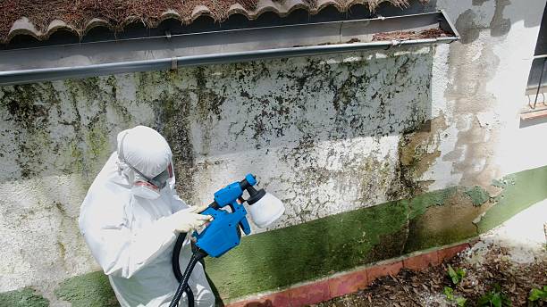Trusted Basement Mold Remediation service in Shiloh, IL - Cheap Mold Removal